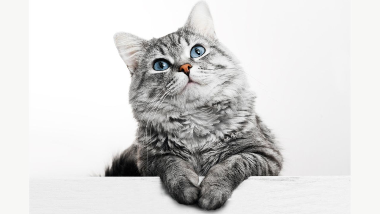 猫がアロマオイルが苦手な理由