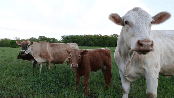 white cow on the Zinniker family farm