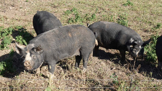 pigs on the family farm