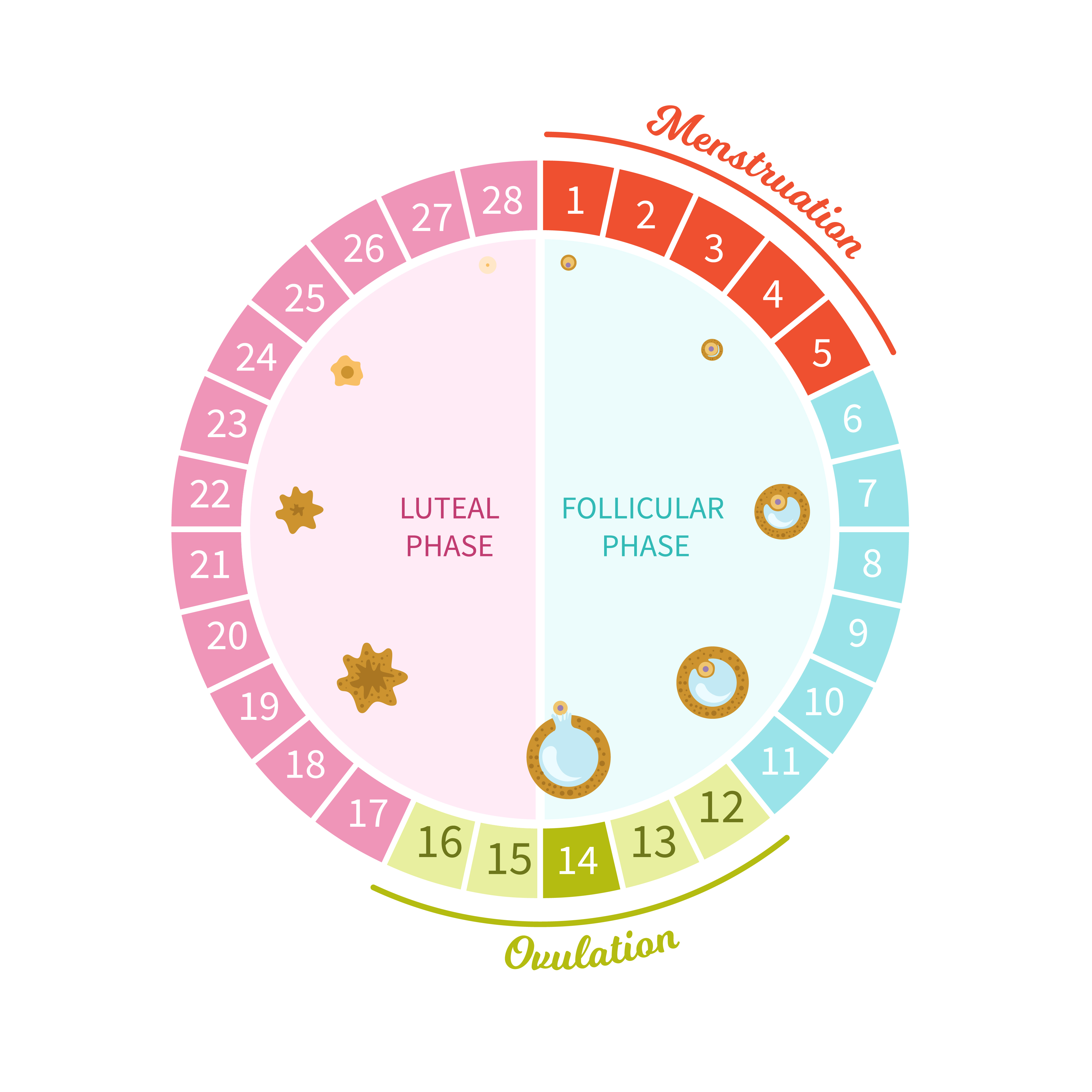 Diagram of the menstrual phases Diagram of the menstrual phases