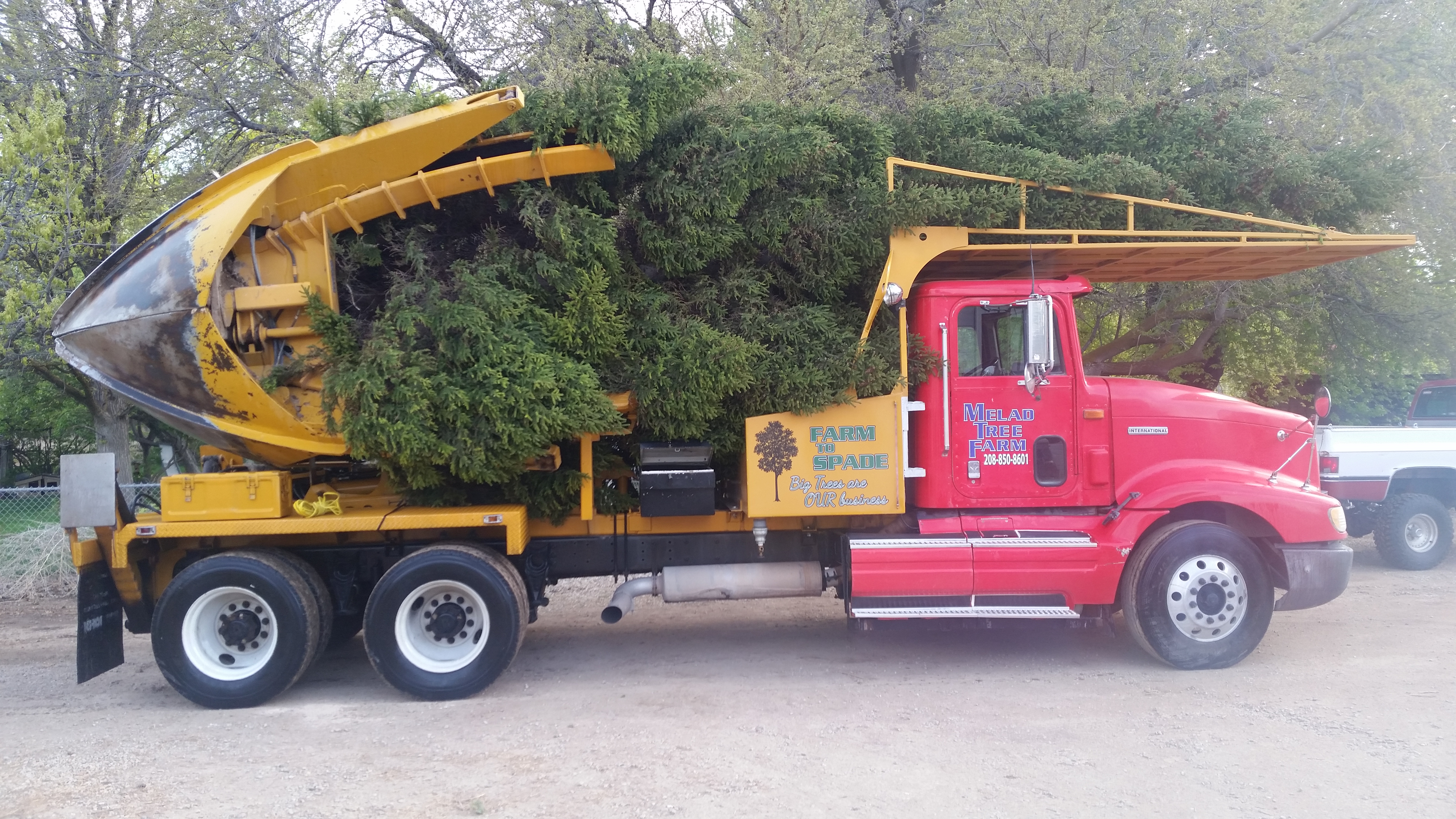 Tree being transported on a flatbed truck for transplanting, with root ball secured and branches wrapped for protection. Tree being transported on a flatbed truck for transplanting, with root ball secured and branches wrapped for protection.