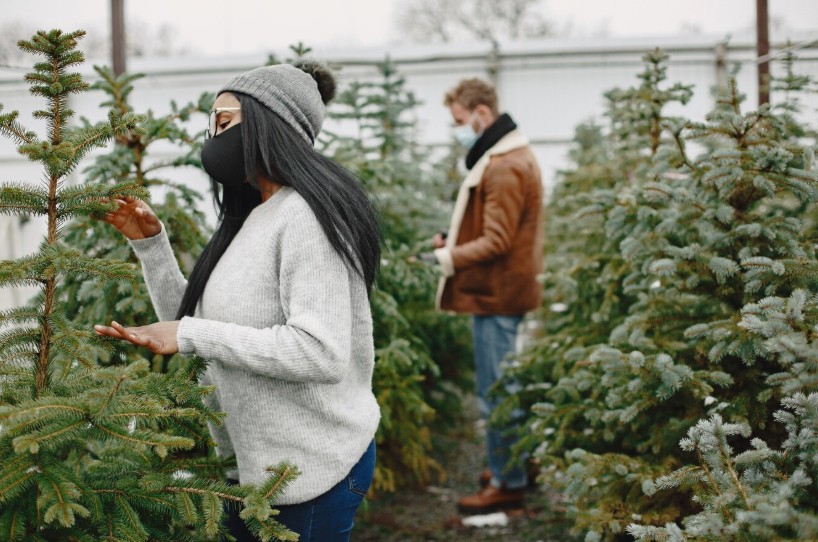 Two individuals examine evergreen trees at an outdoor nursery or Christmas tree farm. One wears a gray sweater and beanie, closely inspecting a tree, while the other in the background wears a brown jacket with a fur-lined collar. They’re surrounded by rows of green conifers under daylight, suggesting they're choosing a tree for the season.