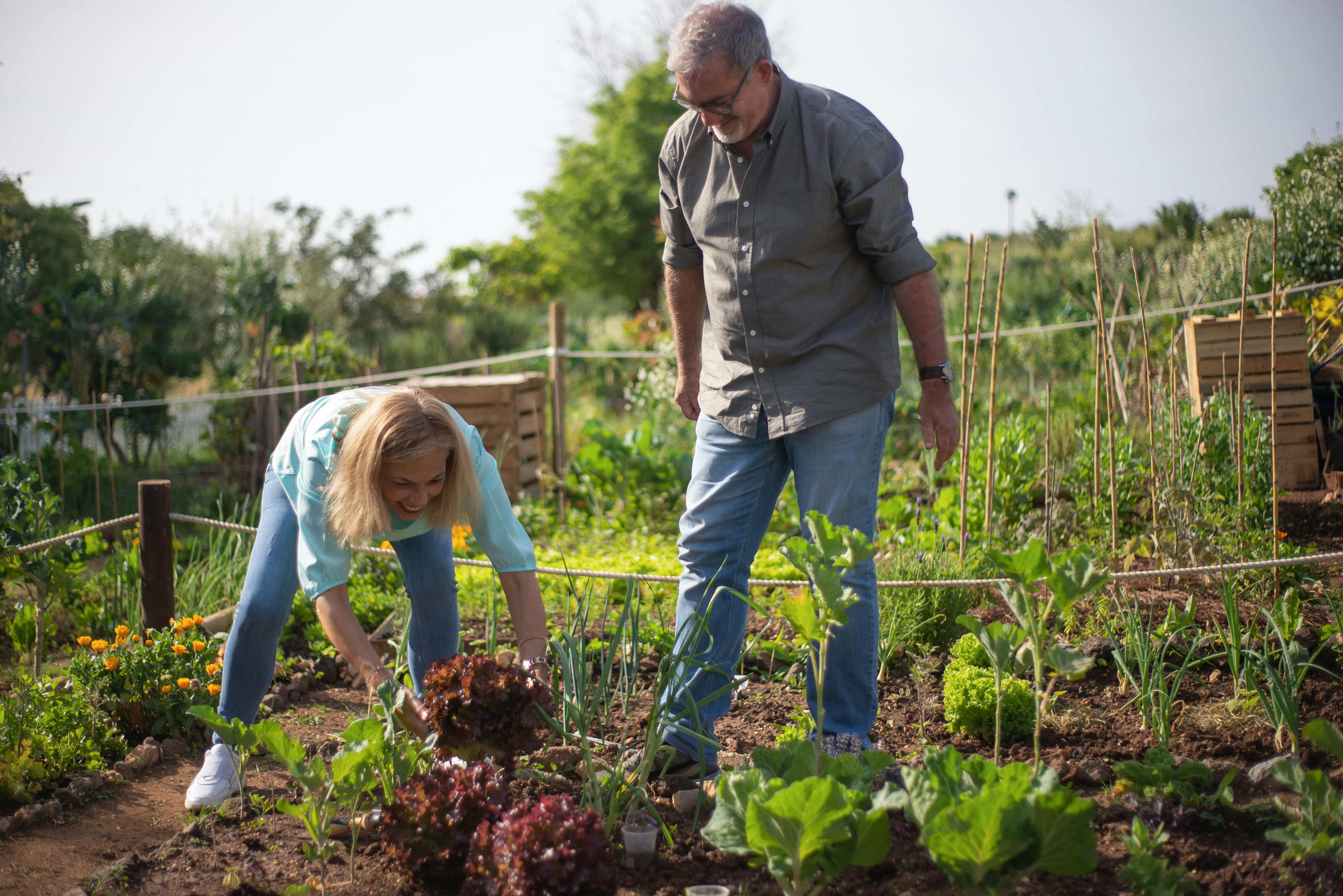 Two people working in a lush, well-organized garden with leafy greens, flowers, and wooden stakes dividing planting sections; one person tends to plants while the other observes, with a compost bin in the background.