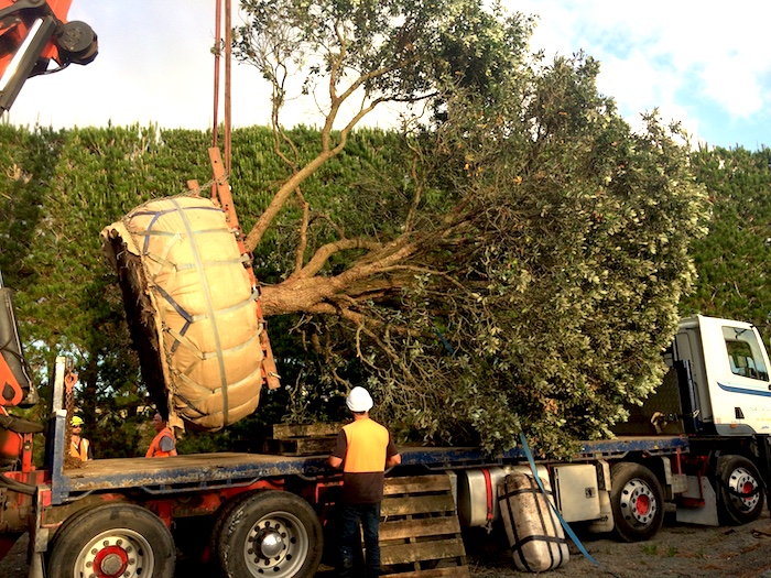 Large mature tree with burlap-wrapped root ball being lifted by a crane onto a flatbed truck during a professional tree relocation. Two workers in safety gear assist with the move. Large mature tree with burlap-wrapped root ball being lifted by a crane onto a flatbed truck during a professional tree relocation. Two workers in safety gear assist with the move.