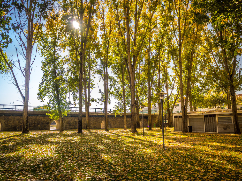 Sunlight filters through tall poplar trees in an urban park, casting long shadows on a carpet of fallen leaves. A stone bridge and small buildings sit quietly in the background, framed by golden autumn foliage.