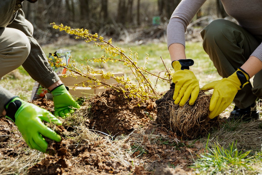 Two people wearing bright green gloves plant a young shrub with exposed roots into freshly dug soil in a grassy outdoor area, surrounded by fallen leaves and spring growth.