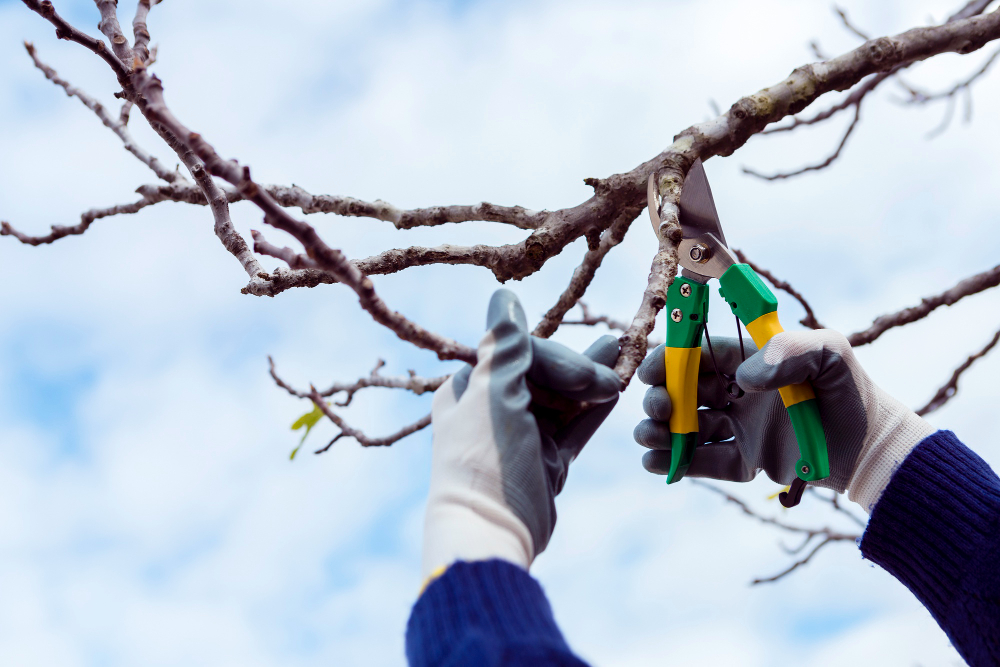 A person wearing gloves uses pruning shears to trim a bare tree branch against a bright, partly cloudy sky, demonstrating proper tree care technique. A person wearing gloves uses pruning shears to trim a bare tree branch against a bright, partly cloudy sky, demonstrating proper tree care technique.