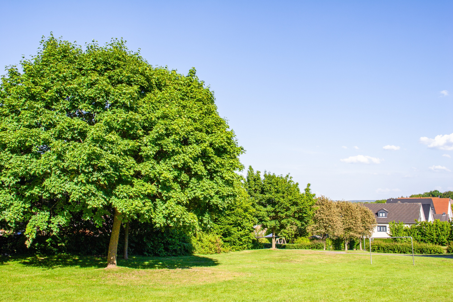 A large, vibrant green tree stands prominently on a sunlit grassy lawn in a suburban or rural setting. In the background, several houses with sloped roofs are surrounded by trees and greenery.