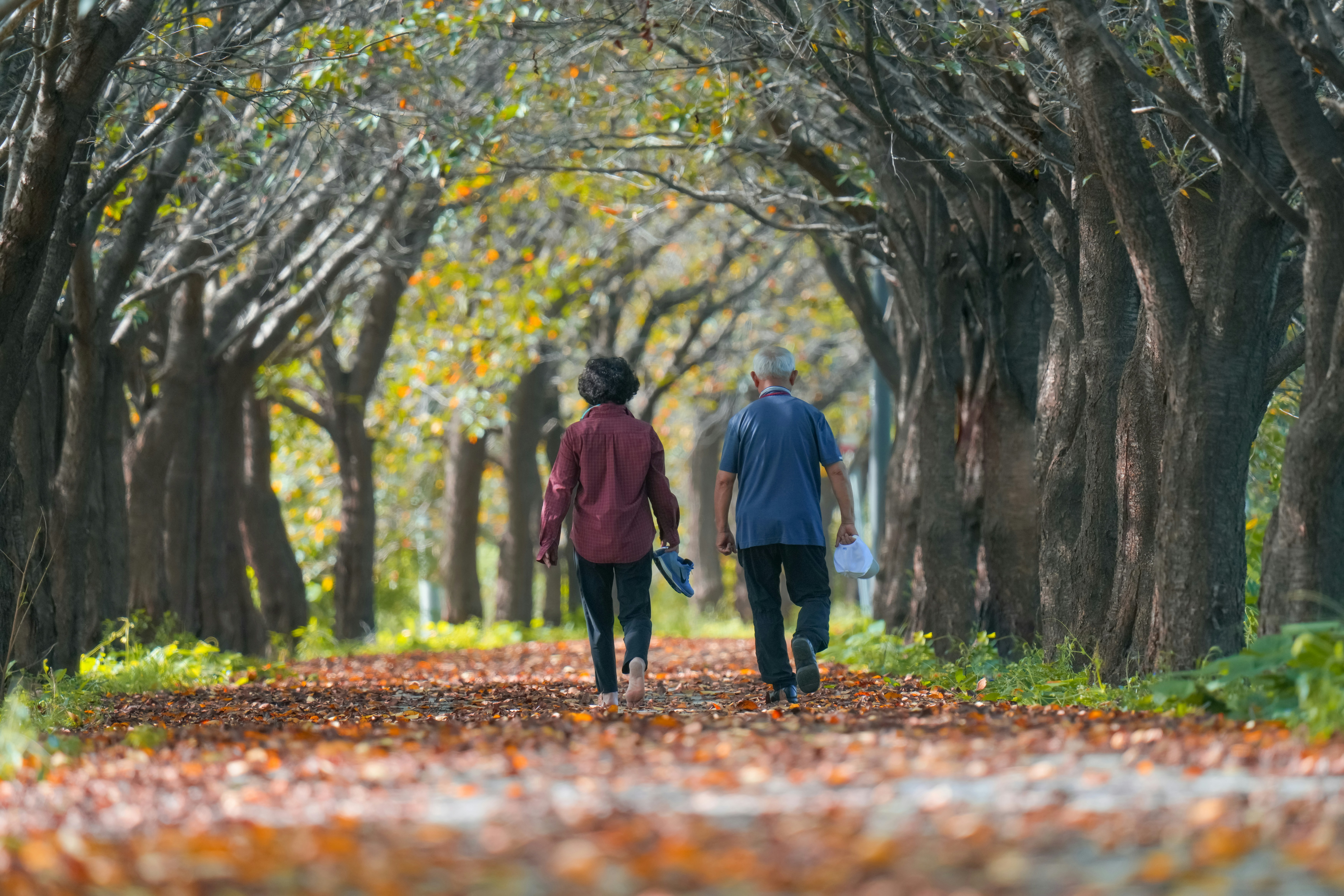 elder walking in autumn elder walking in autumn