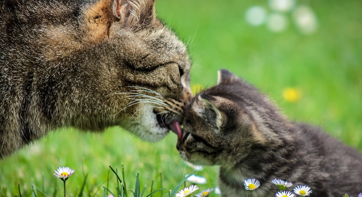 A mother cat licking a kitten showing love