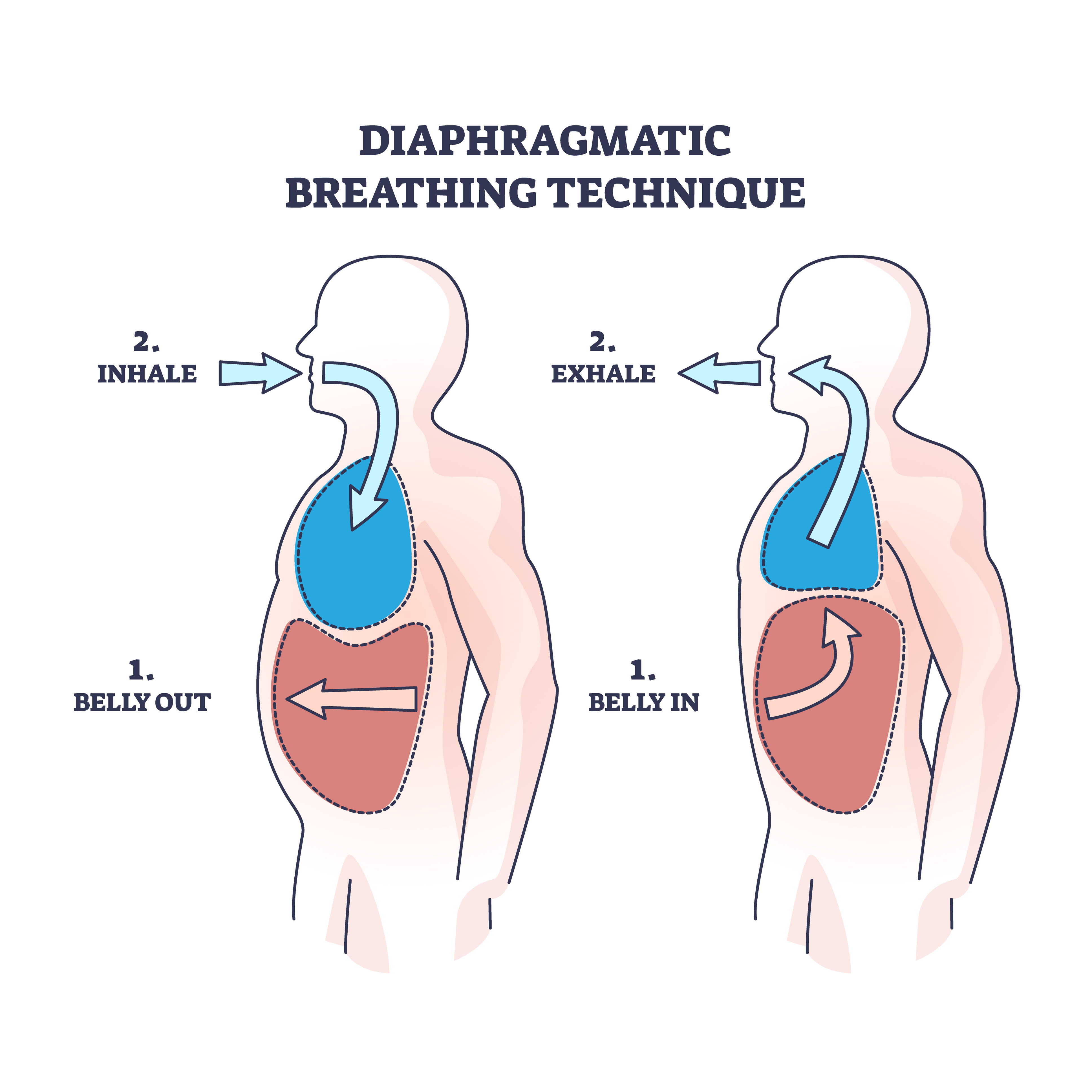 Diagram of Diaphragmatic breathing. Diagram of Diaphragmatic breathing.