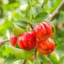 ACEROLA ACEROLA