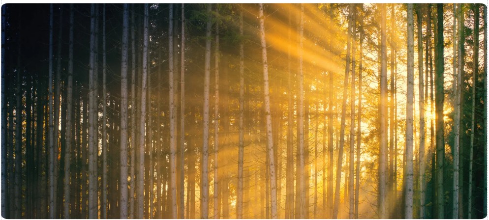 The light shines in the darkness