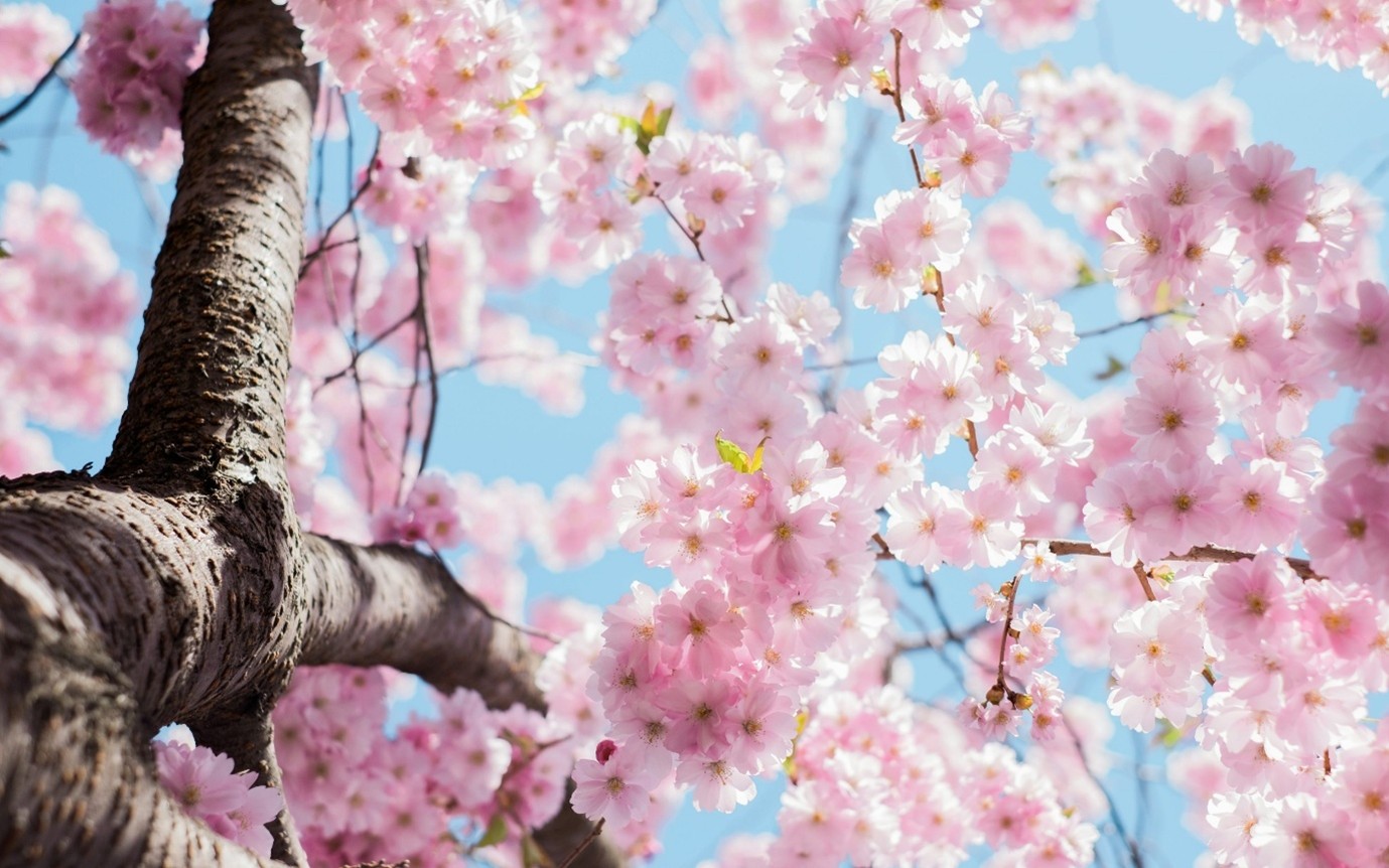 lente lente