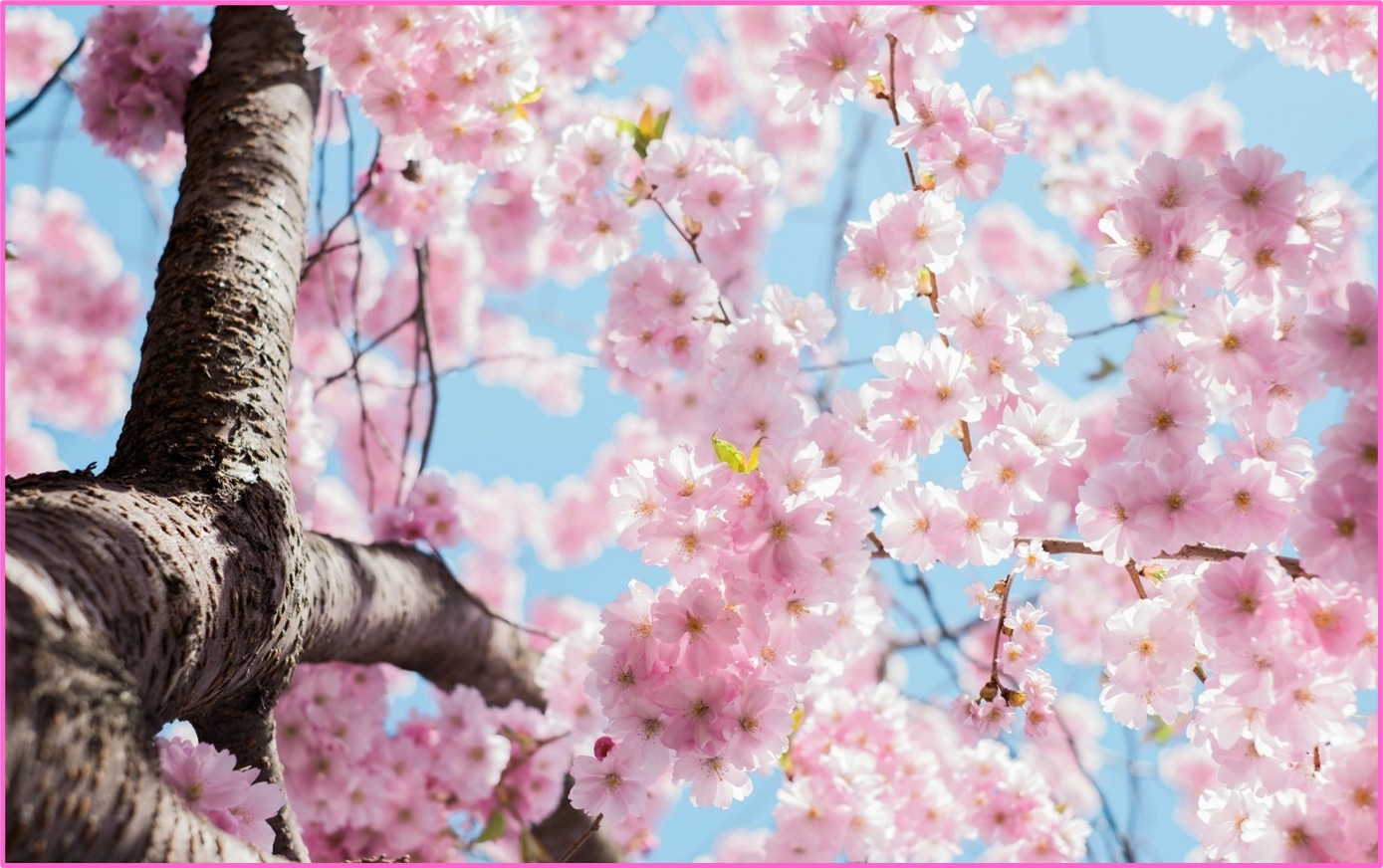 lente lente