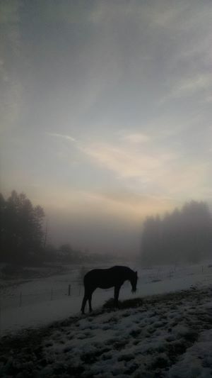 Horse on my farm Horse on my farm