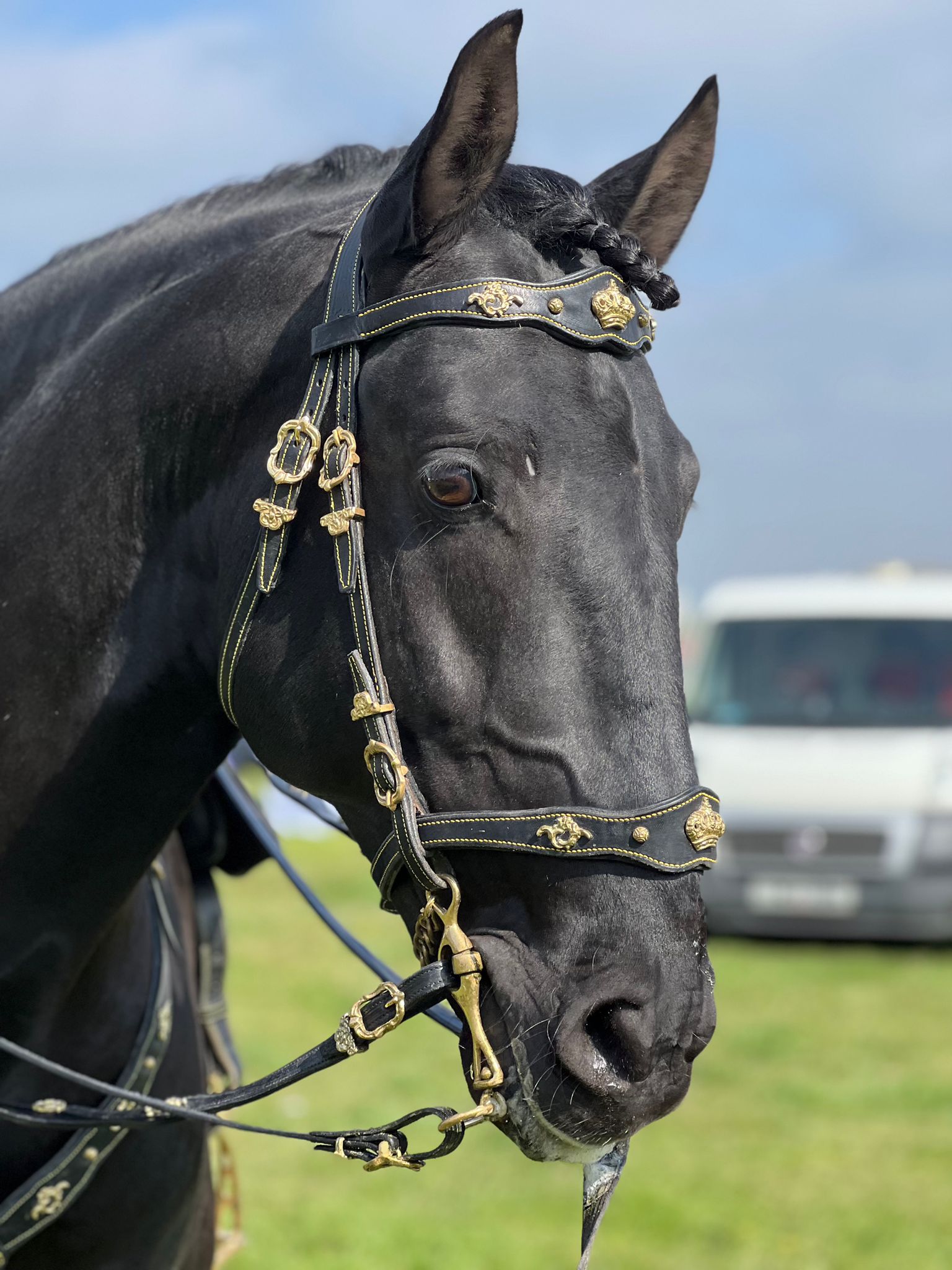 Lusitano Display