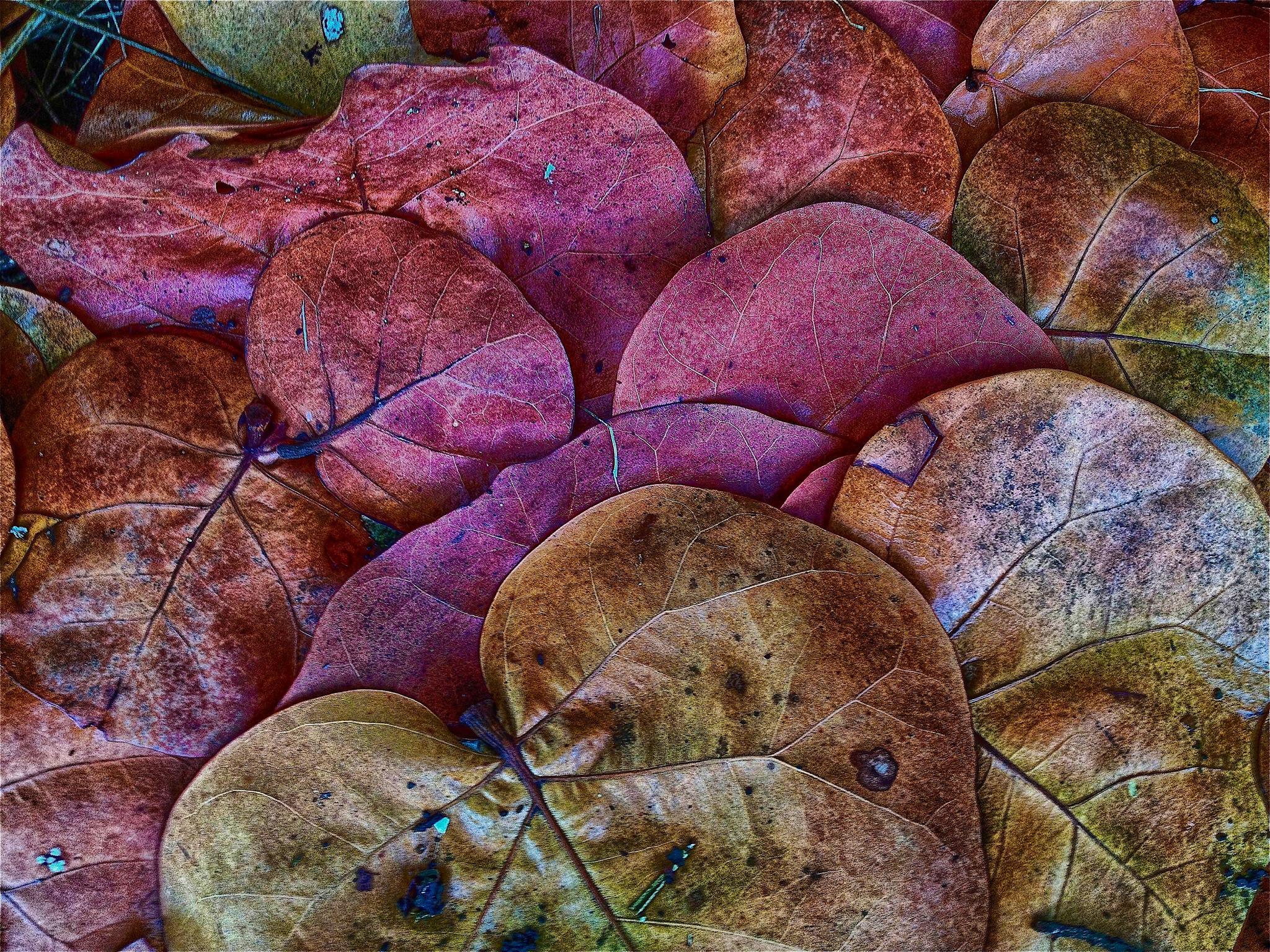 collection-image