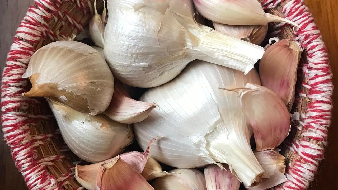 Garlic bulbs and cloves prepared for planting in a home garden bed