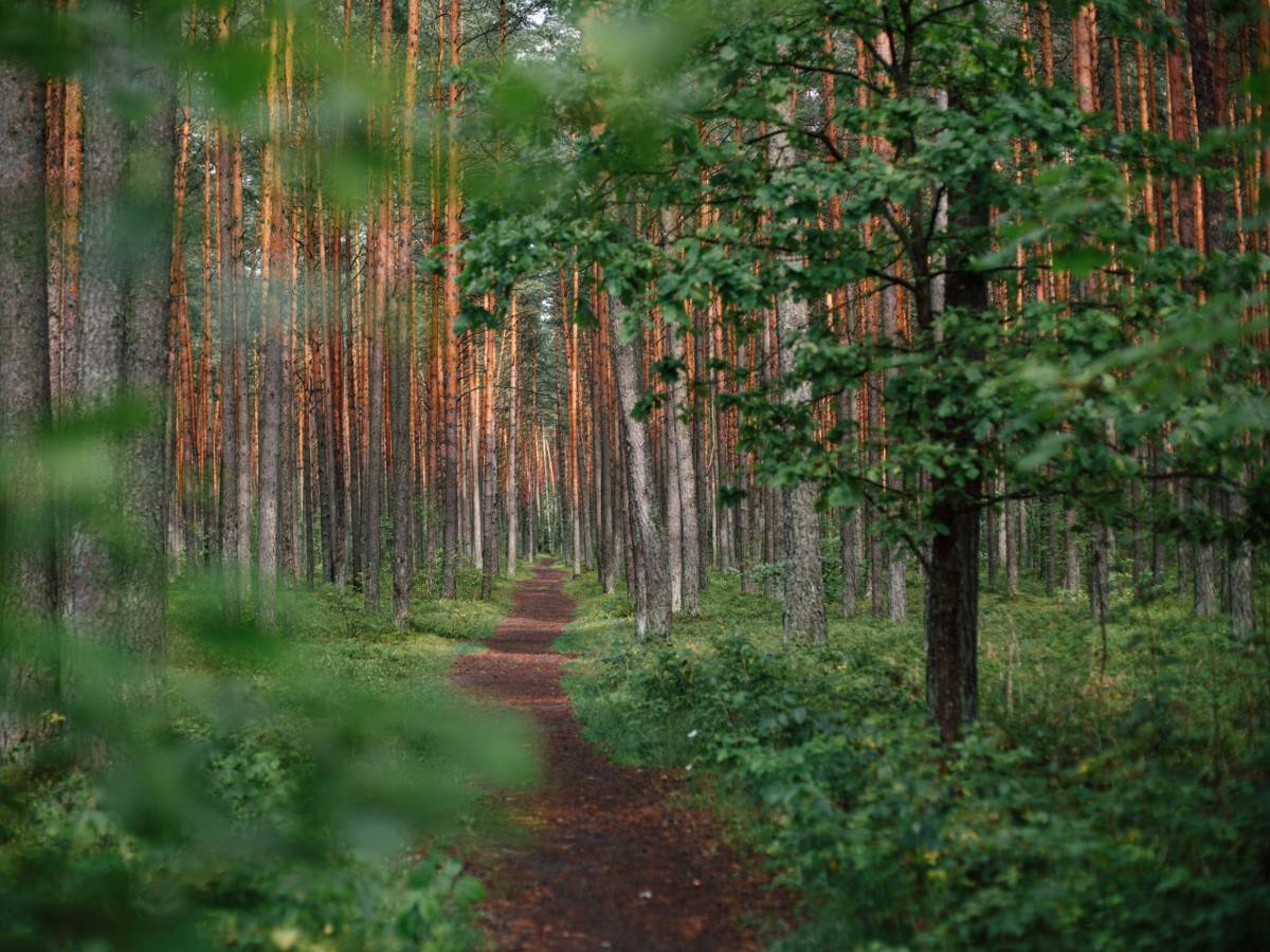 A straight path through a dense forest of tall trees with reddish-brown bark, framed by lush greenery and soft light. Every Task Virtual Assistants USA.