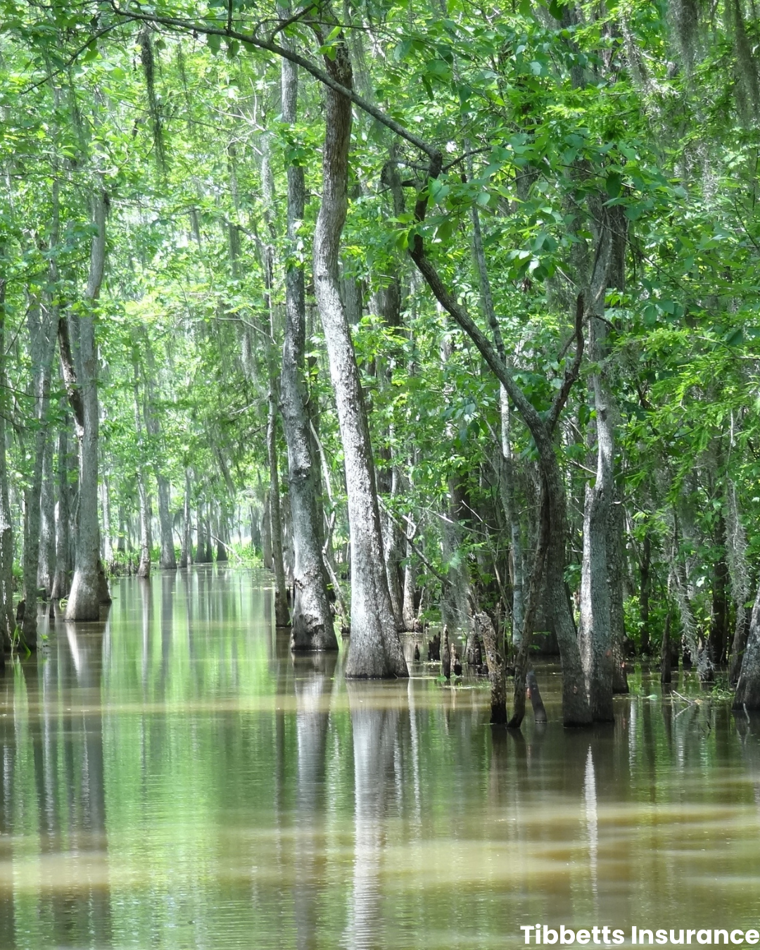 Swamp Louisiana Flood Swamp Louisiana Flood
