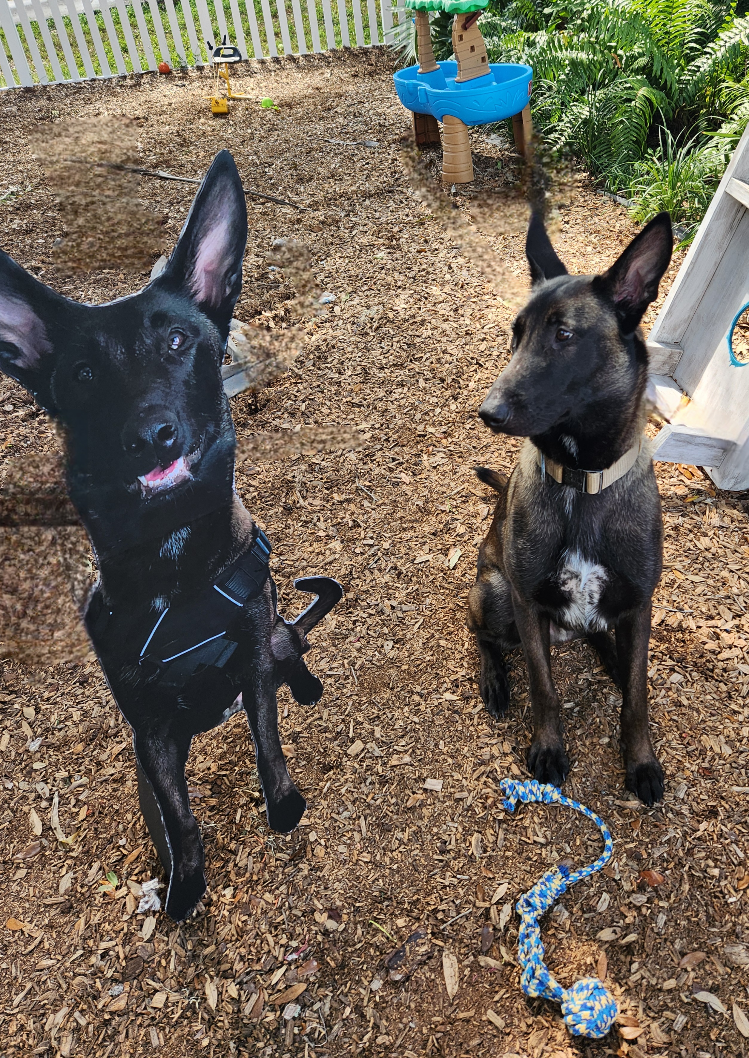 Belgian Malinois scent detection dog cardboard cutout working 