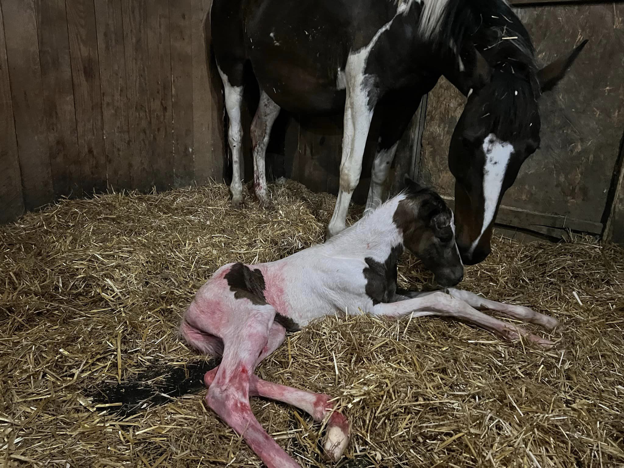 Quirina AV- Pinto Westphalen filly by Locutus AV
