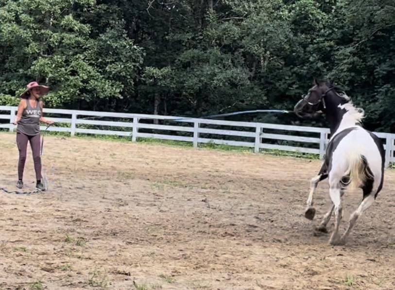 Working with Lula, a misunderstood rescue horse that was labeled as "dangerous"