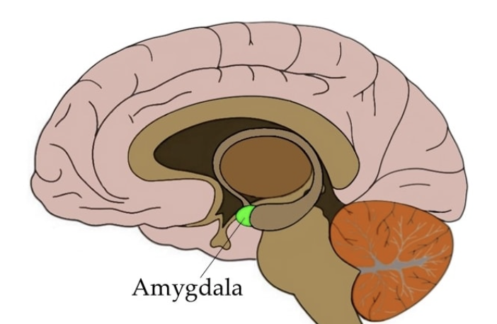 picture of the brain labeled picture of the brain labeled