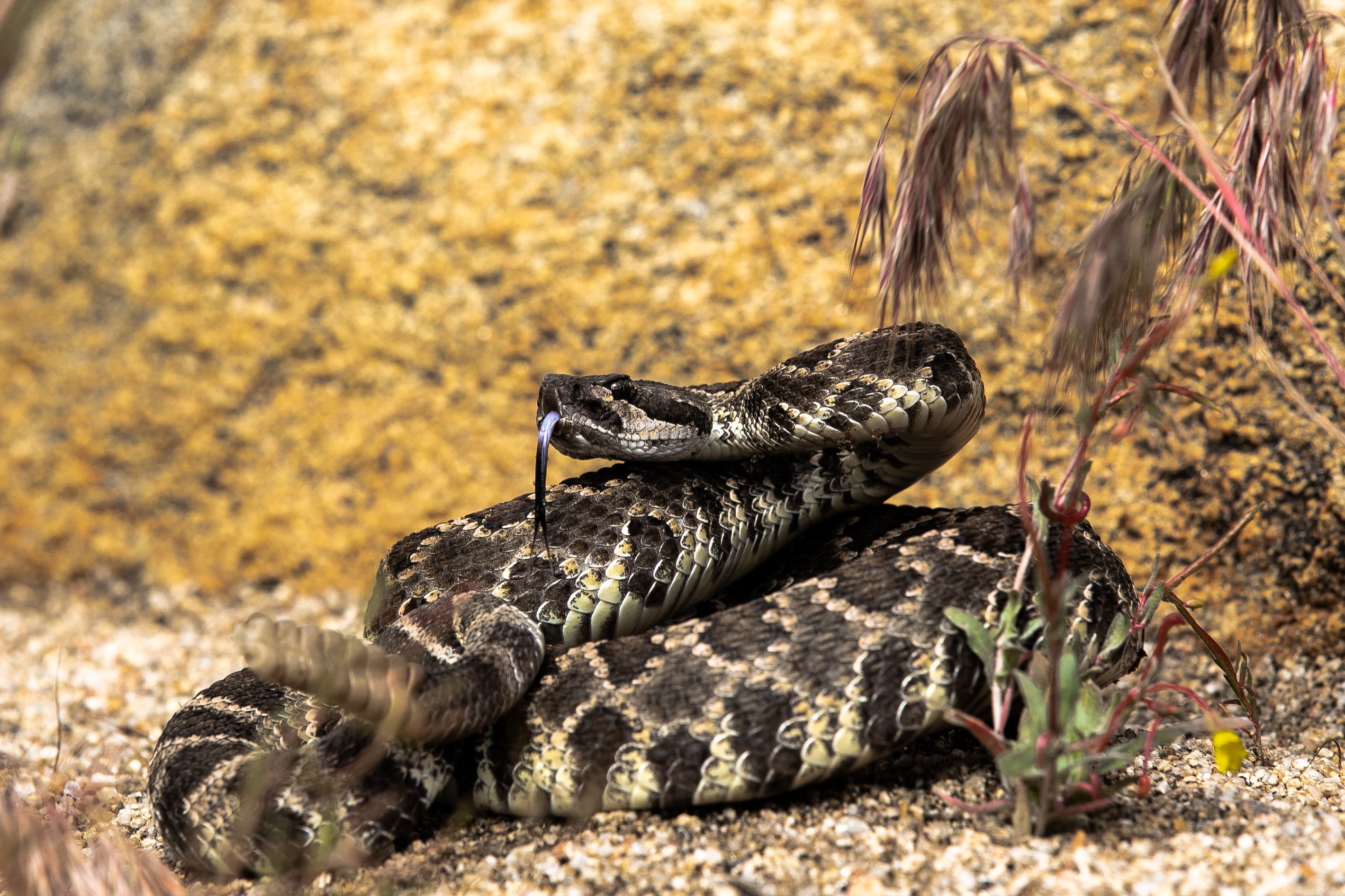 rattlesnake rattlesnake