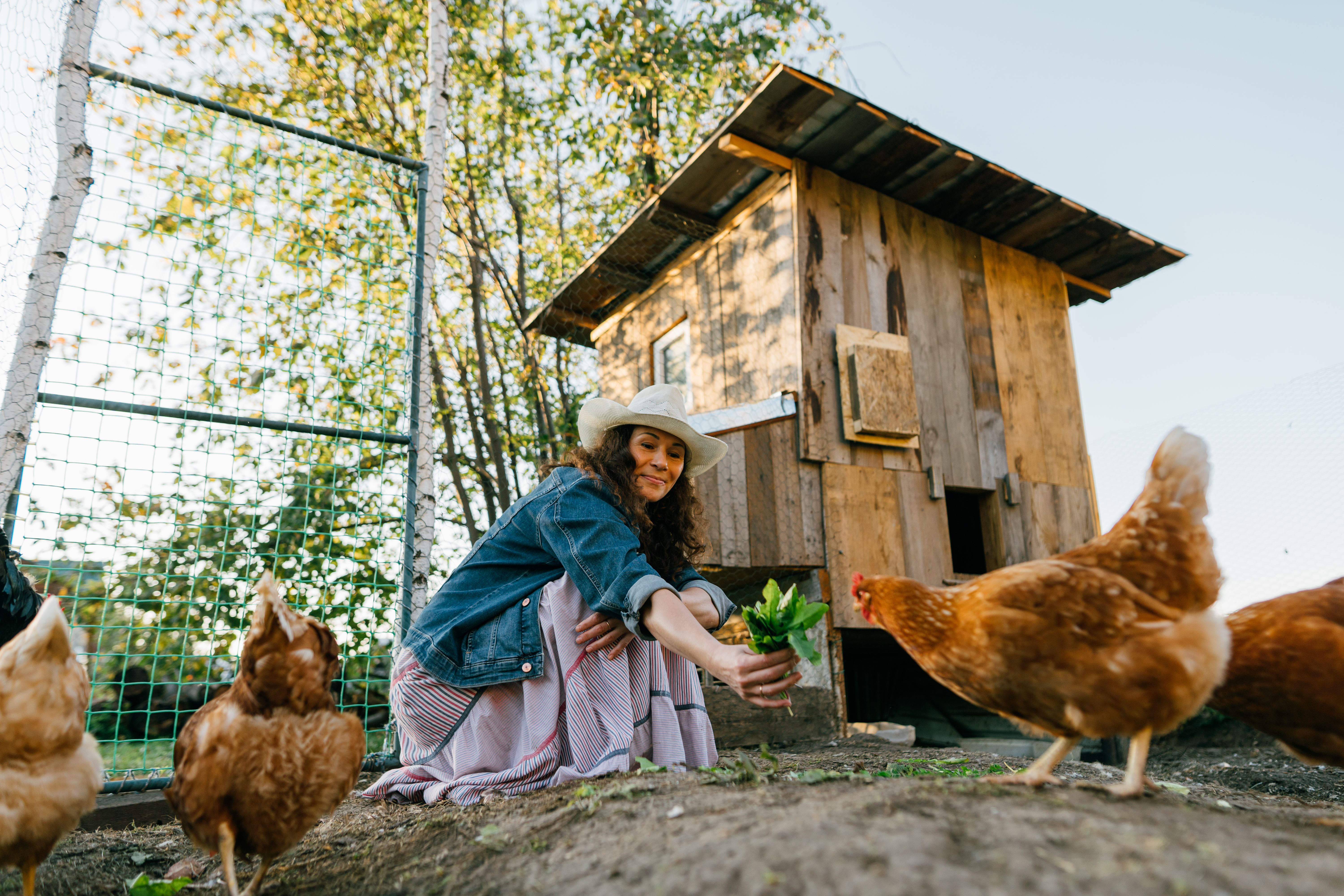 woman feeding chickens woman feeding chickens
