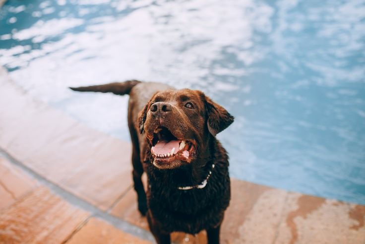 a brown dog poolside