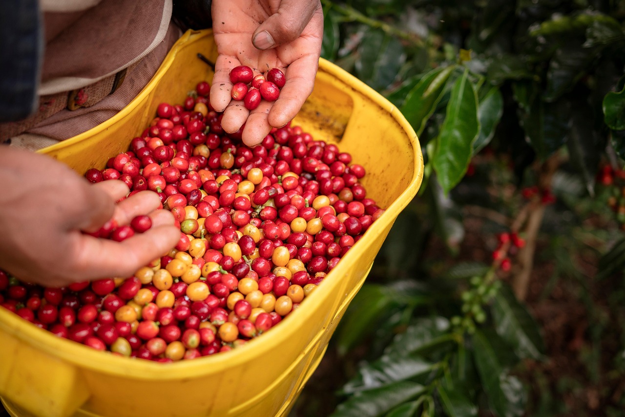 Eje cafetero donde la cosecha del cafe es la mejor