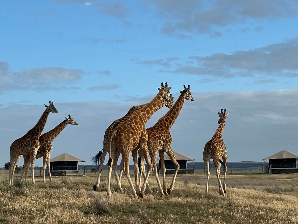 
Zebras, giraffes, and strategy