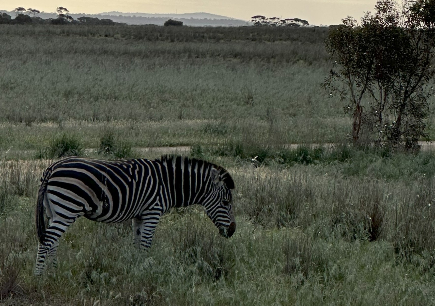 Monarto Safari Park Zebra Monarto Safari Park Zebra