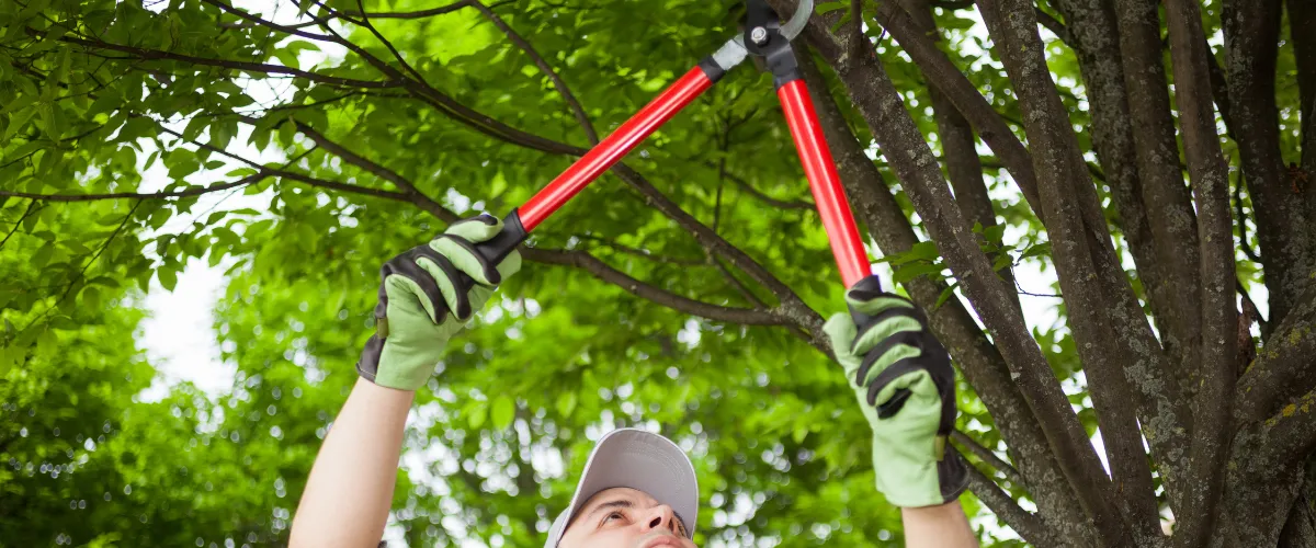 Tree trimming professional cutting branches for safe and healthy tree growth. Tree trimming professional cutting branches for safe and healthy tree growth.