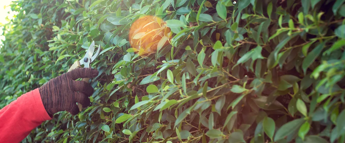 Close-up of a landscaper hand-pruning a hedge with shears during routine bush maintenance. Close-up of a landscaper hand-pruning a hedge with shears during routine bush maintenance.