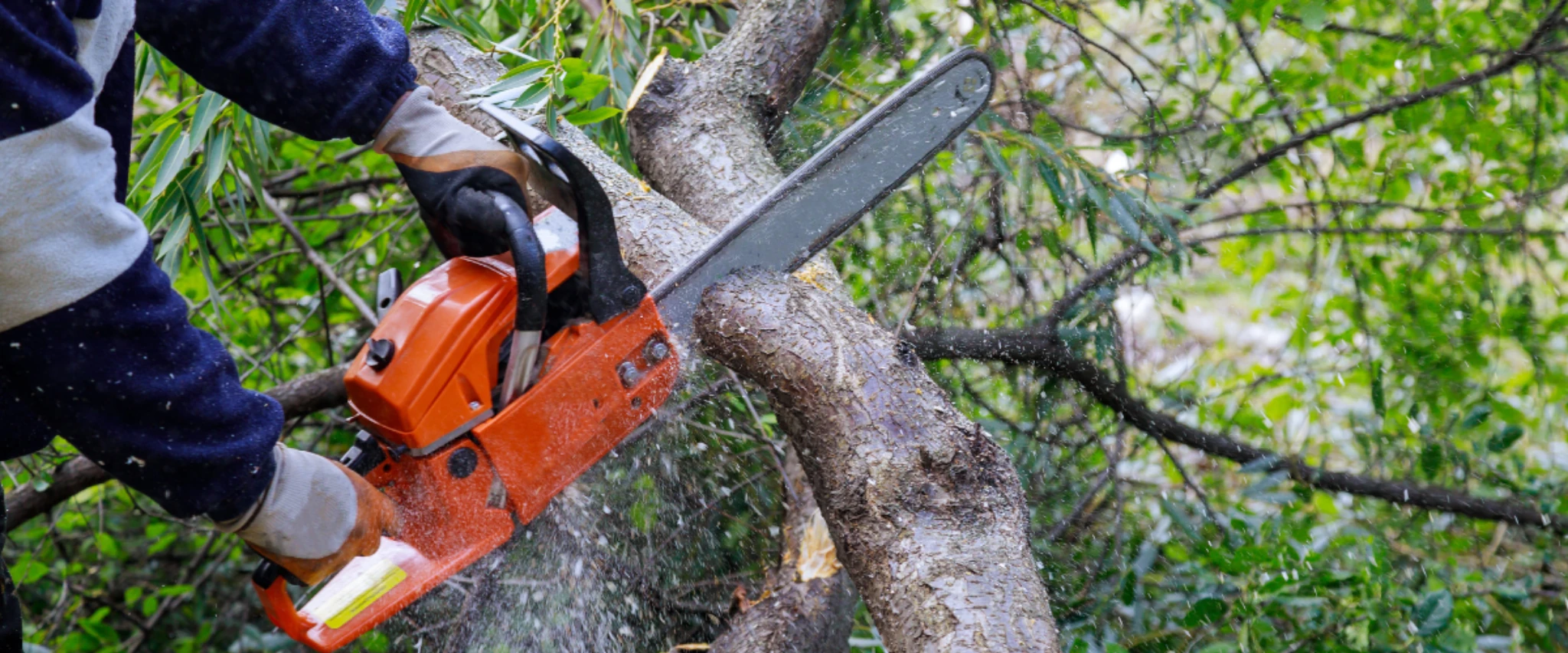 : Lumberjack cutting fallen tree trunk with chainsaw in wooded area : Lumberjack cutting fallen tree trunk with chainsaw in wooded area