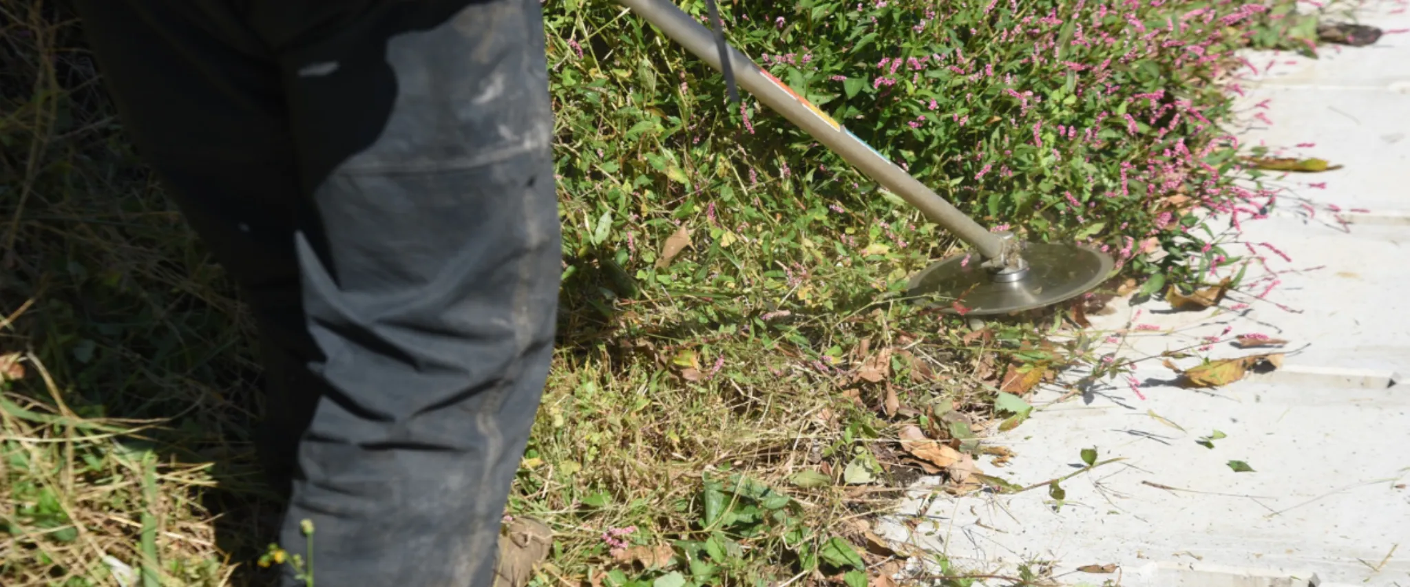 Worker using brush cutter to clear weeds near concrete walkway.
