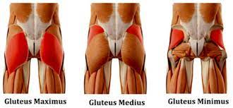 Glutes