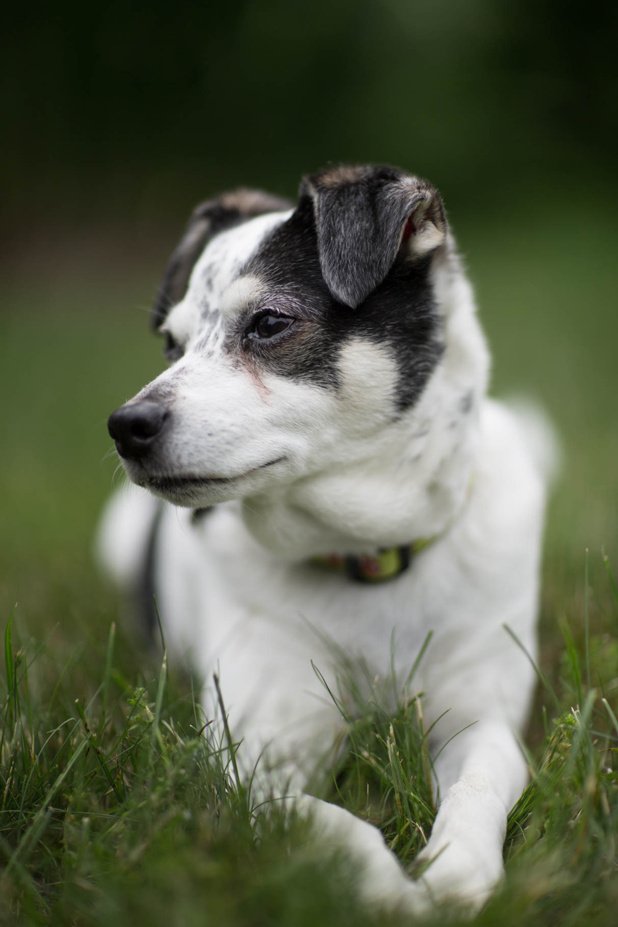 Toby the dog in grass