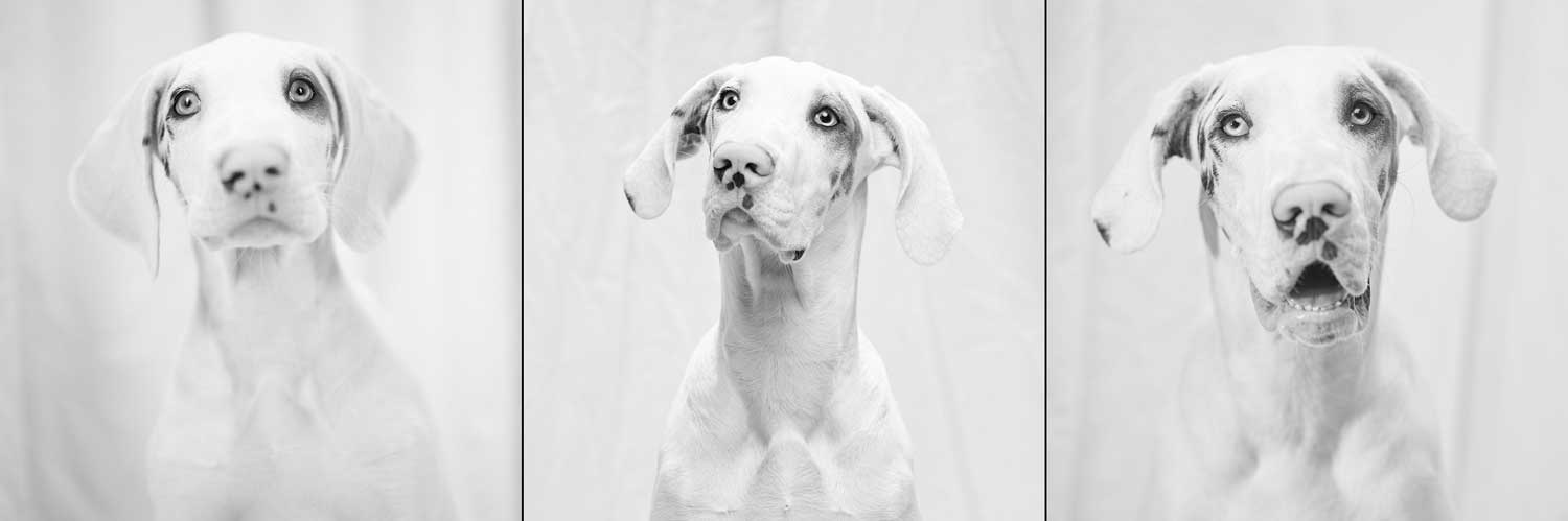 First year photos of Great Dane, Lennon