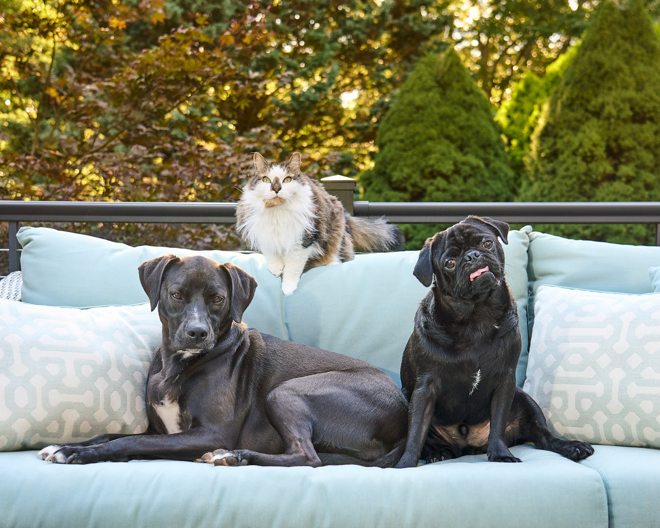 two dogs and a cat on a outdoor couch on a nice day