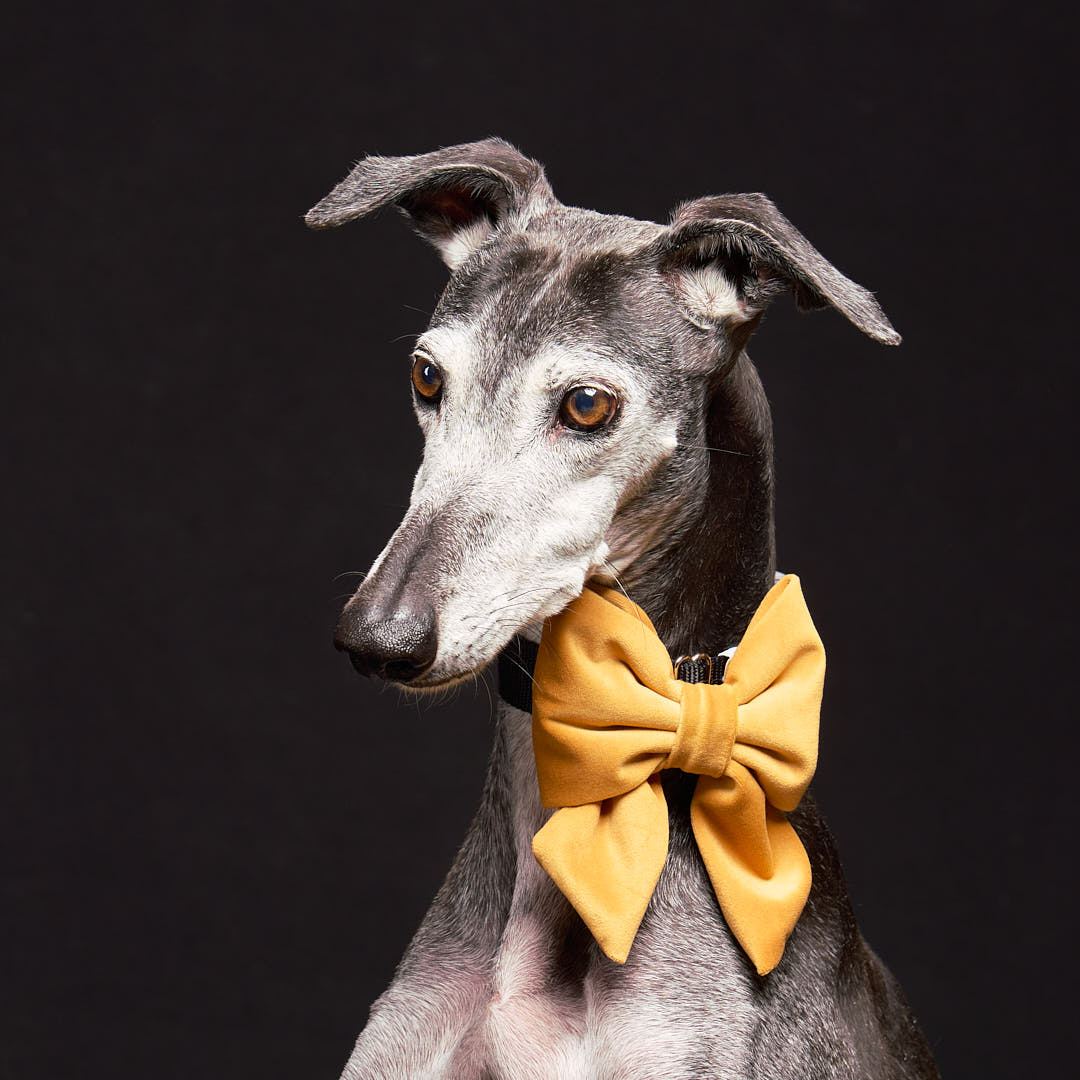 Senior Greyhound. photo taken in a studio with a black backdrop. He is wearing a large yellow bow