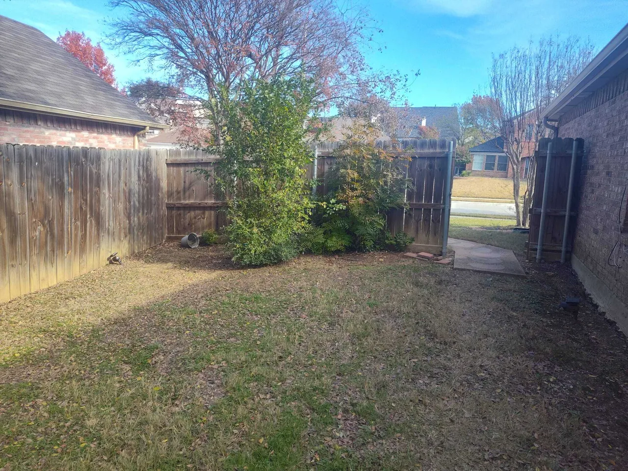 Before  Tree Removal - Backyard