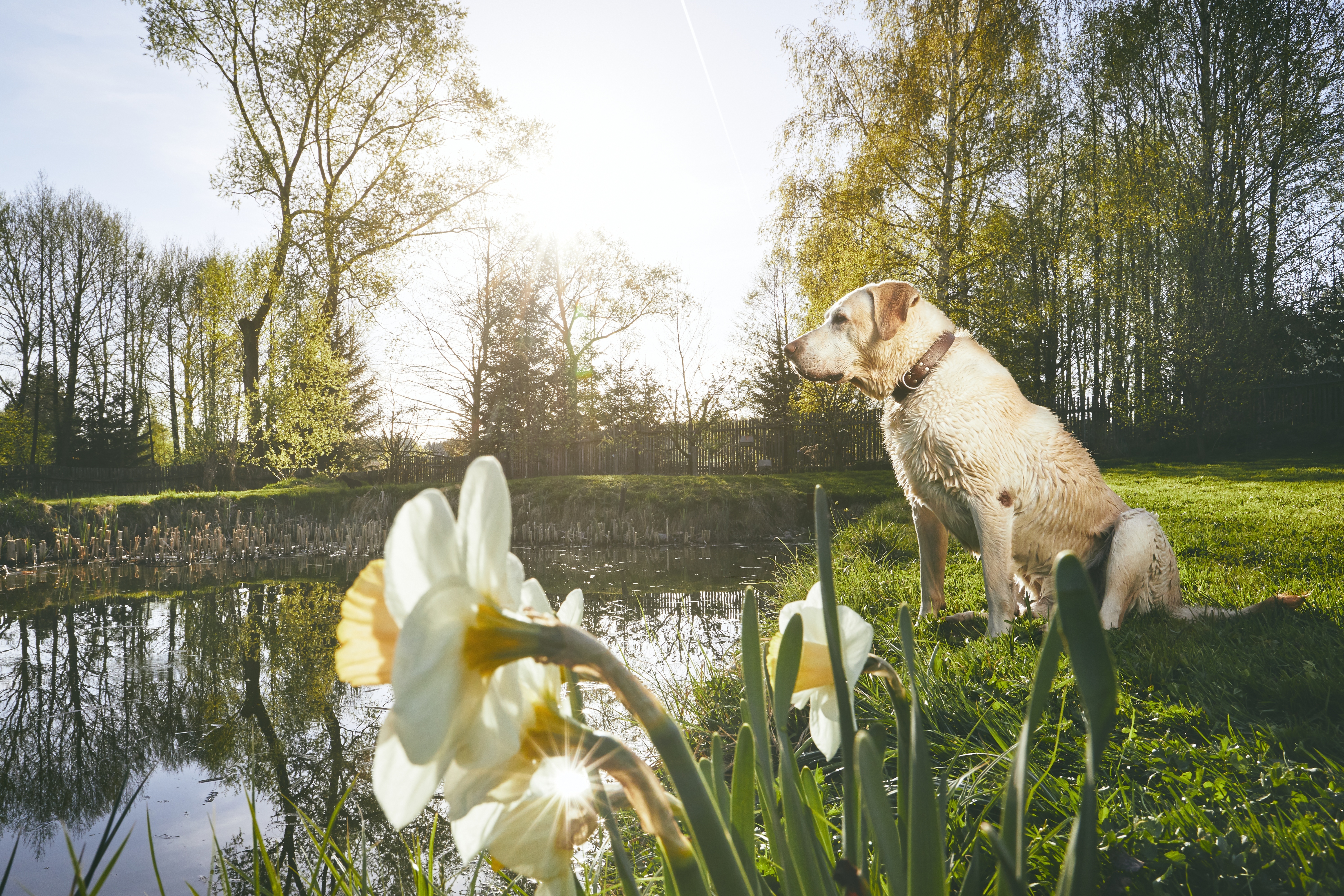 Dog in Spring