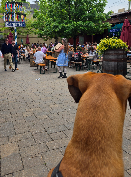 Dog-friendly spots in Knoxville Dog-friendly spots in Knoxville