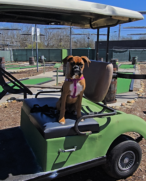 Dog-friendly activities in Knoxville Dog-friendly activities in Knoxville