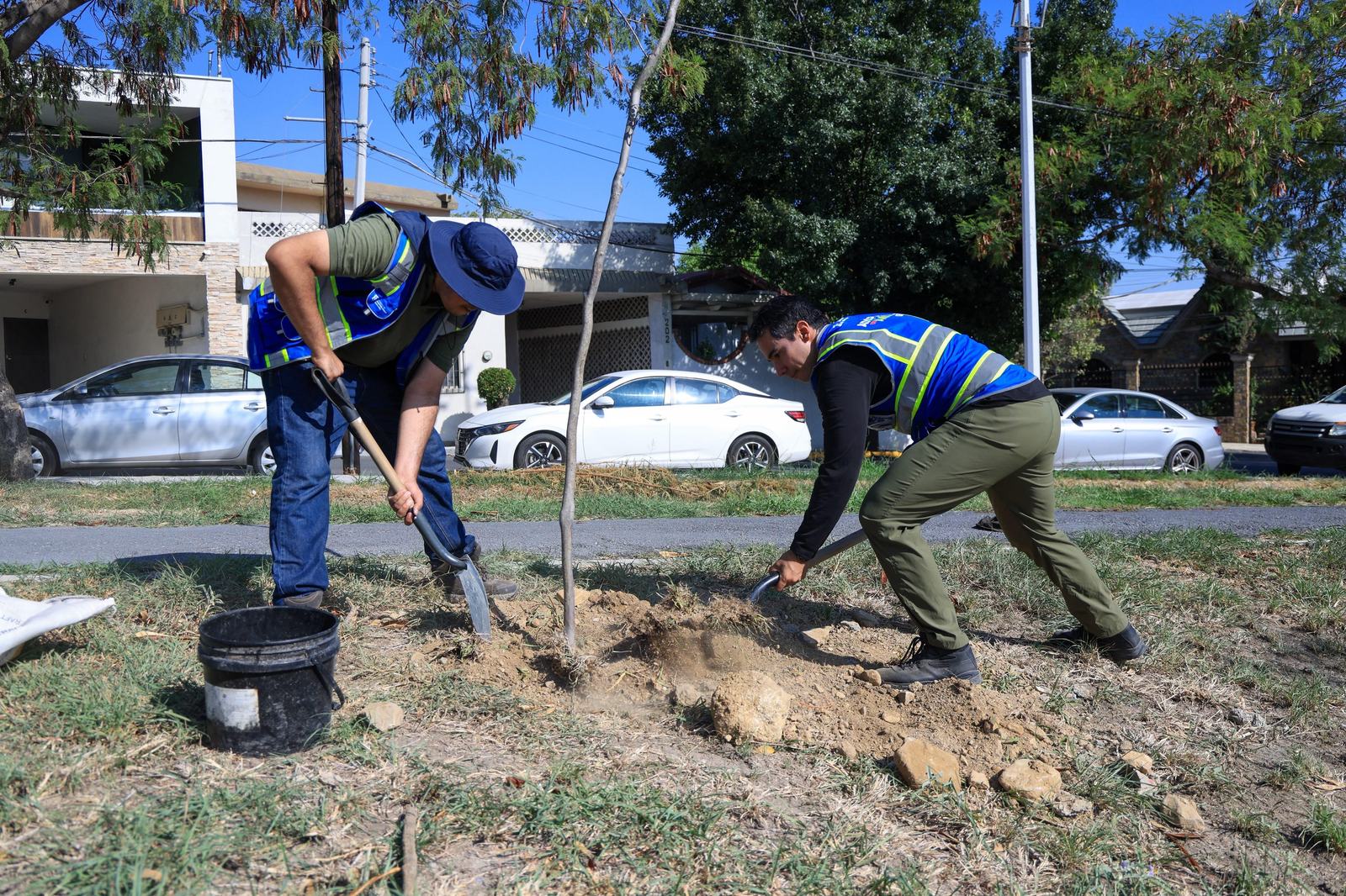 Impulsa Monterrey plantación de árboles nativos en Plaza de la Concordia