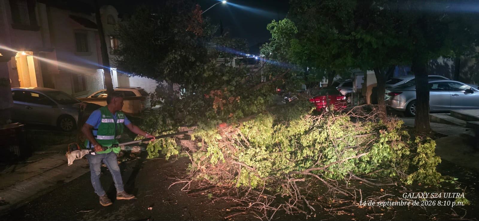 Atiende Monterrey caída de más de 40 árboles tras lluvias y fuertes vientos